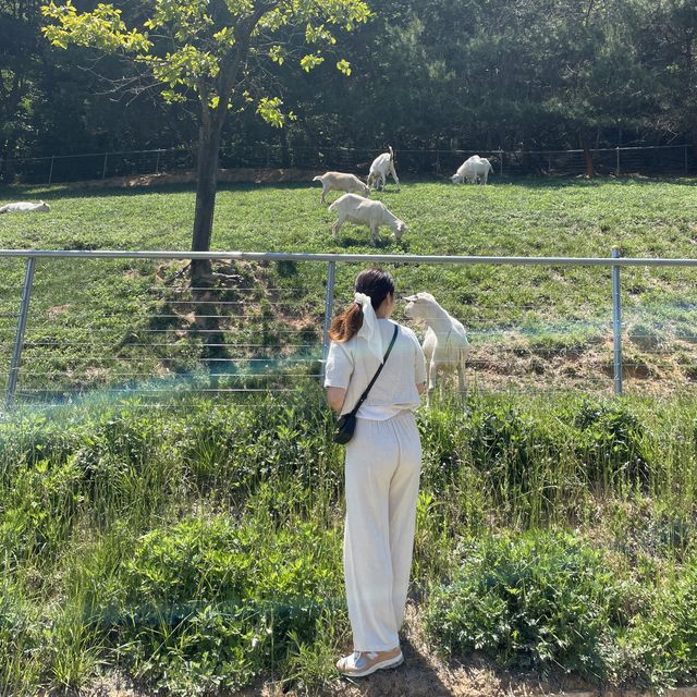 귀여운 양들 보러 양떼목장