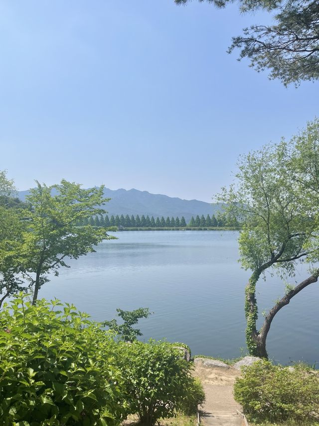 [과천] 과천에 꽁꽁 숨겨둔 아름다운 피크닉 존/풍성한 장미 꽃동산🌹