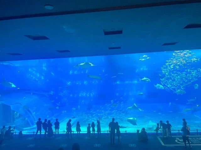 美ら海水族館