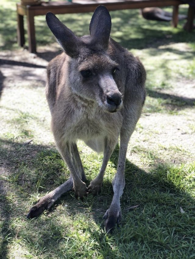 昆士蘭 Currumbin野生動物園🦘🦜🦥🐨😻😻