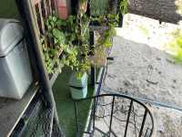 ร้านหน้าวัด กาแฟ สบปะ