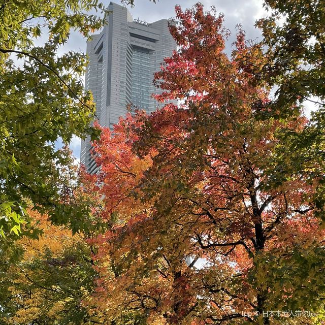 みなとみらいも紅葉が始まってます