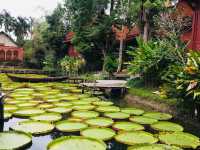 BUA PHUKET 