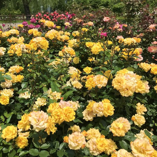 포근한 5월은 장미의 계절🌹