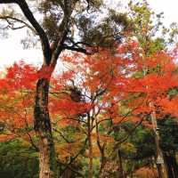 絶景紅葉と日本の歴史を感じる旅！奈良公園と若草山