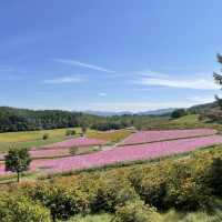 北海道遠軽町　日本最大級のコスモス畑