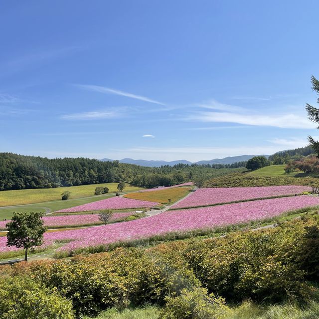 北海道遠軽町　日本最大級のコスモス畑
