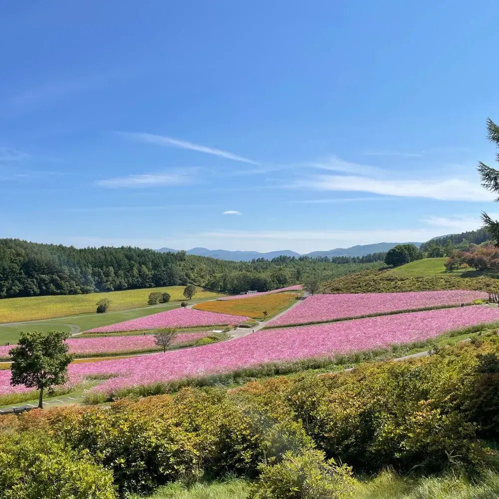 北海道遠軽町　日本最大級のコスモス畑