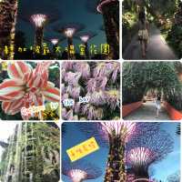 新加坡🇸🇬Marina Bay溫室🌸🌼花迷必去
