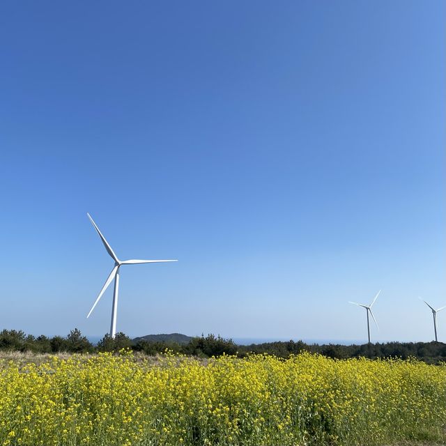 제주도 유채꽃 명소, 거대한 풍차와 유채꽃이 함께 하는🌼