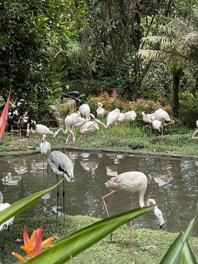 Kanggaroos and Flamingos in Indonesia