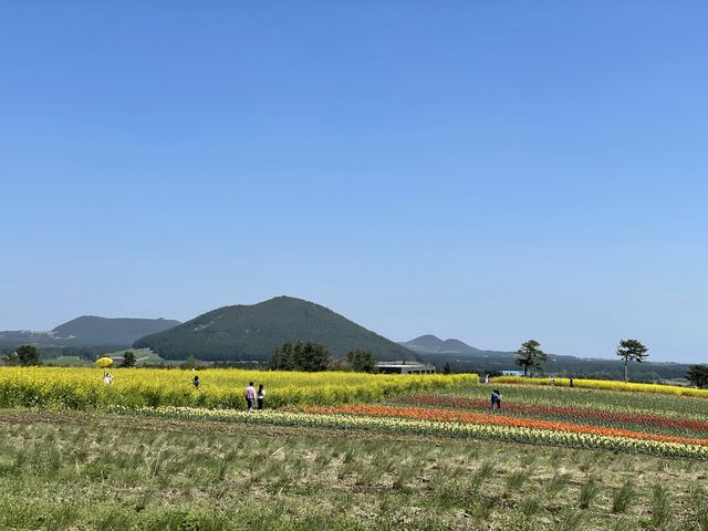 제주 보롬왓의 드넓은 유채꽃밭