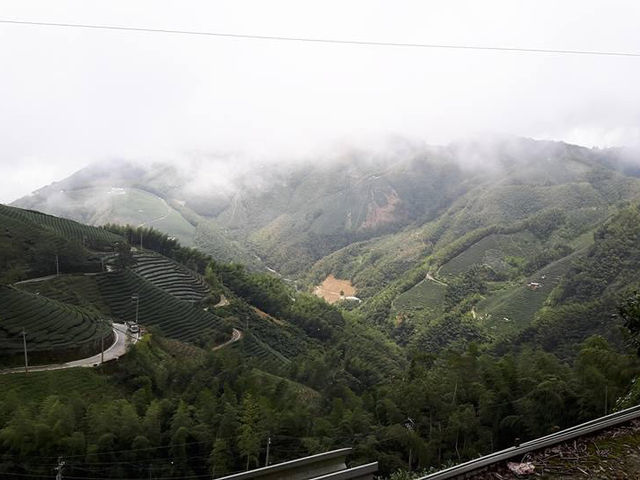 南投原始自然森林人間仙境｜忘憂森林，杉木林矗立在水中超級美麗