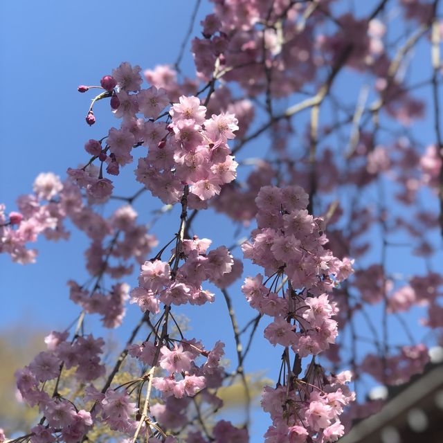 일본 벚꽃놀이 시즌의 추억 가득한 교토🌸