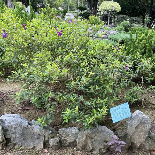 屯門公園-太湖石花園