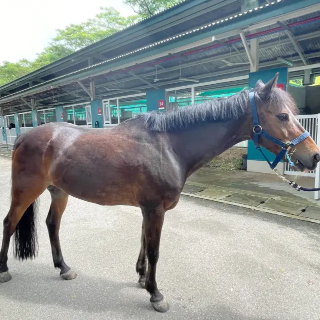 up close to horse at Singapore Riding Centre