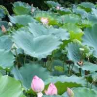 洪湖公園賞荷花🌺