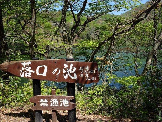 青森縣十二湖青池絕美㊙️境🤩🤩🤩