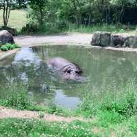 すぐ近くに野生動物！ドライブスルーサファリ　姫路セントラル・パーク