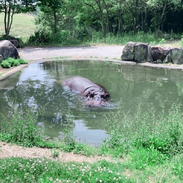 すぐ近くに野生動物！ドライブスルーサファリ　姫路セントラル・パーク