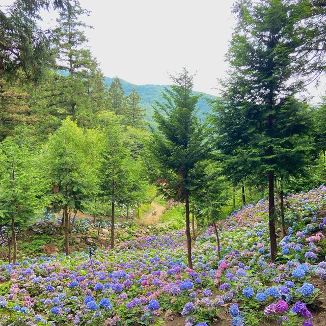 🌸나만 알고 싶은 보성 수국 핫스팟🌸