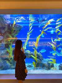 아쿠아리움이 보이는 고급 레스토랑 광교 수린 🐬💙