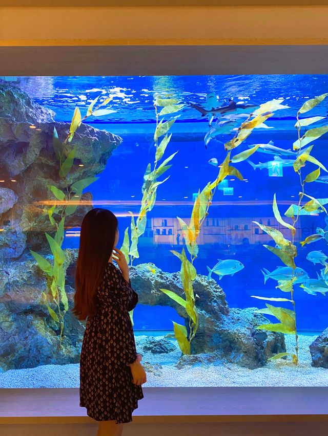 아쿠아리움이 보이는 고급 레스토랑 광교 수린 🐬💙