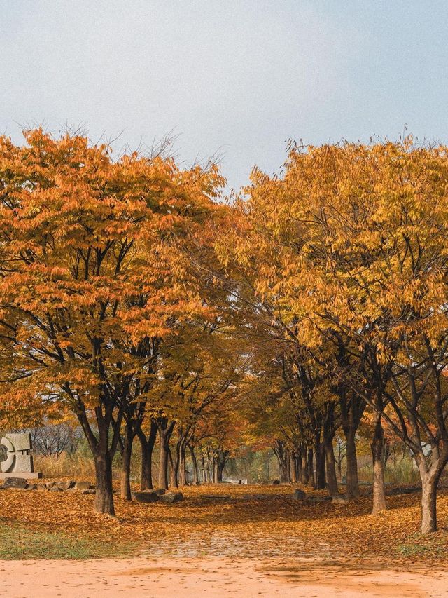 인천에서 가을하면 이곳! ’인천대공원‘