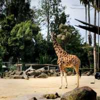 The Melbourne Zoo Located Near The City