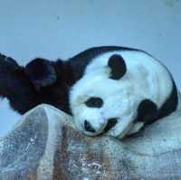Amazing animal encounters at Chiang Mai Zoo