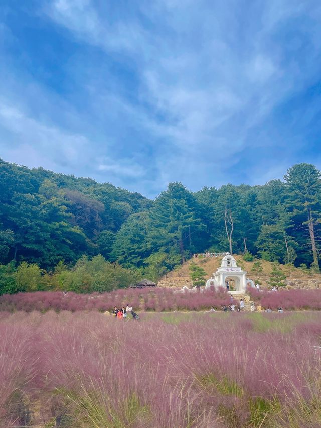 핑크 뮬리 명소는 포천에 있는 허브아일랜드💖