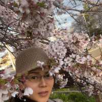 เทศกาลซากุระShimizu Park🌸🌸🌸