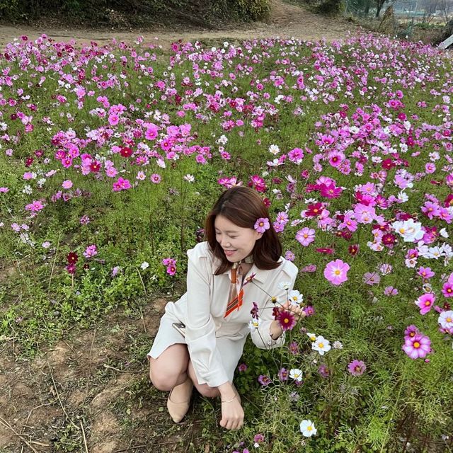 의왕 핑크뮬리 맛집💐왕송호수🌷