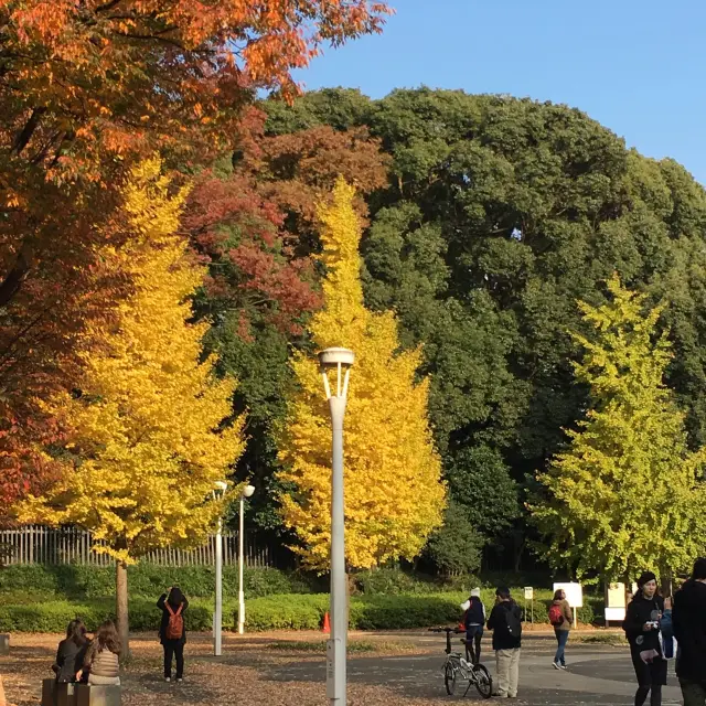 【東京】秋の代々木公園でピクニック