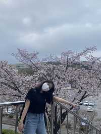 벚꽃 구경은 경희대학교에서 🏛️🌸
