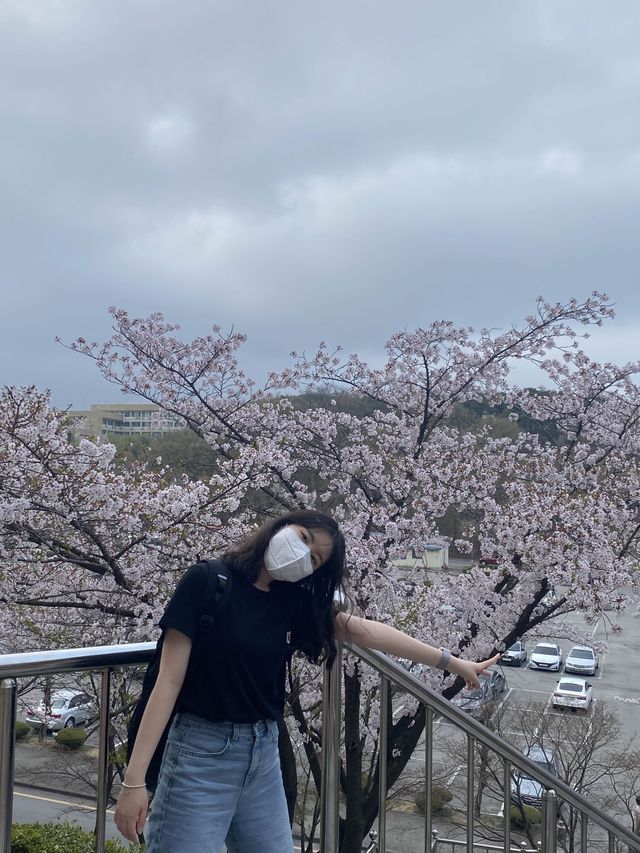 벚꽃 구경은 경희대학교에서 🏛️🌸