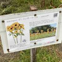 【佐賀】秋のひまわり園 紅葉してました