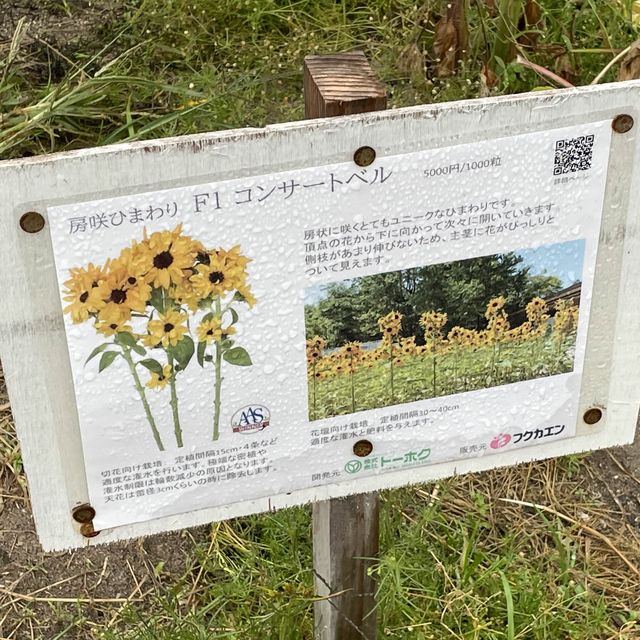 【佐賀】秋のひまわり園 紅葉してました
