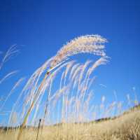 Sengokubara Susuki Sougen (Grass Field)