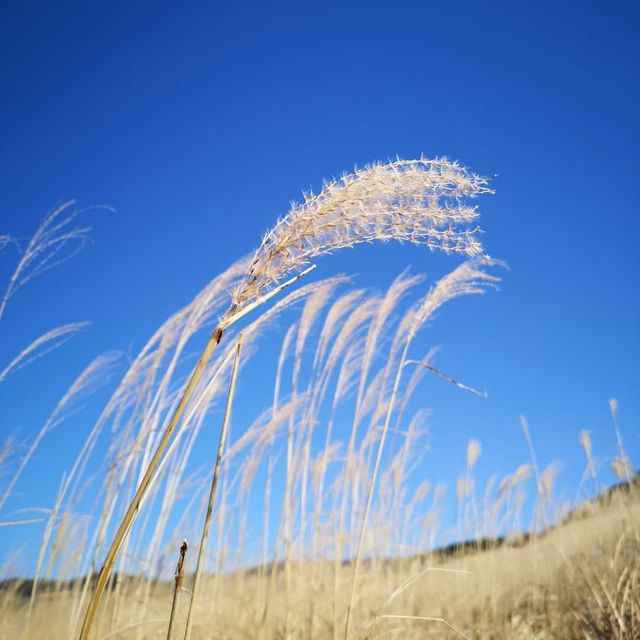 Sengokubara Susuki Sougen (Grass Field)