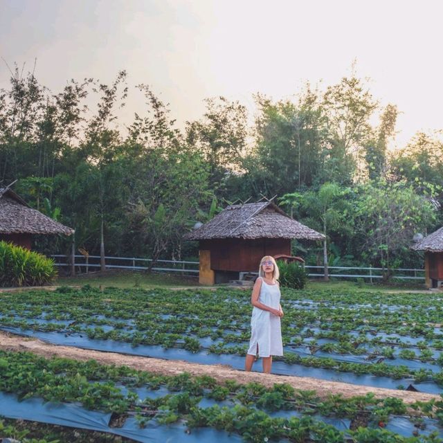นอนบ้านไม้ในไร่สตรอว์เบอร์รี่ที่เชียงใหม่
