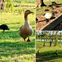 Lovely Rockhampton Botanic Garden