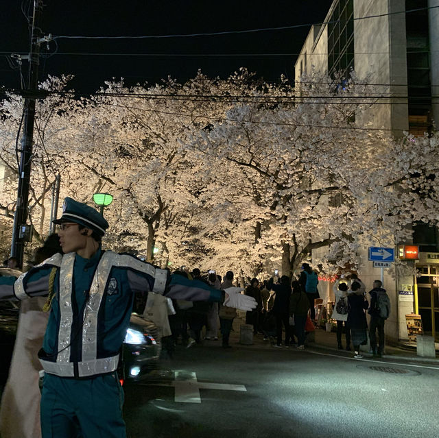 京都｜祇園白川夜櫻～散步會嚇到的櫻花