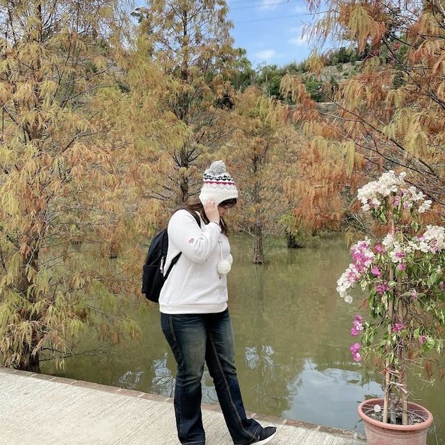 三灣落羽松莊園 🖌 秋意濃🍁的文青打卡景點