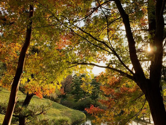 花田苑の紅葉