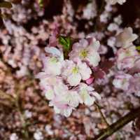 【伊豆】河津桜
