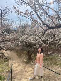 매화보러 달려가야하는 곳 ‘양산순매원’
