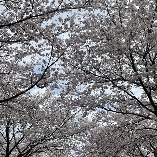벚꽃로드의 끝판왕, 양산 황산공원