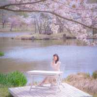 🌸경주 벚꽃 모음집 2탄!