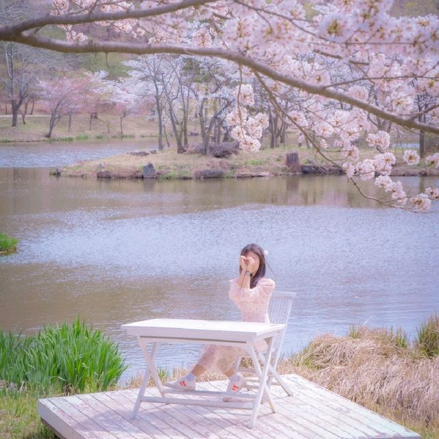 🌸경주 벚꽃 모음집 2탄!